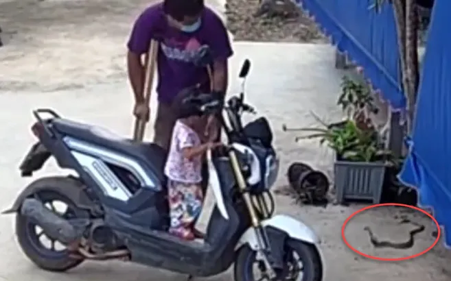 Zehirli kobra yılanı paniği! Baba ve kızı...