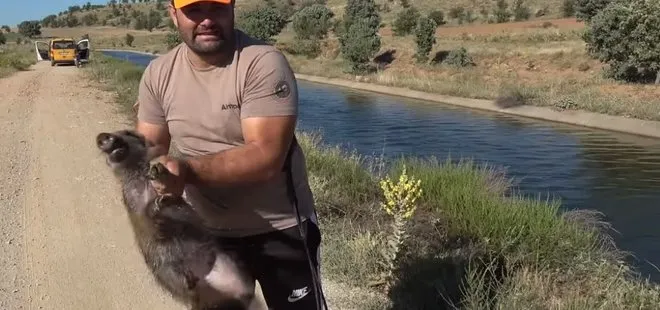 Su kanalına düşen domuzları avcı kurtardı
