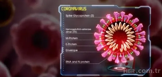 Covid-19'un mutasyon geçirip geçirmediği nasıl anlaşılıyor? Virüs neden mutasyon geçirdi? Mutasyon nedir? 1