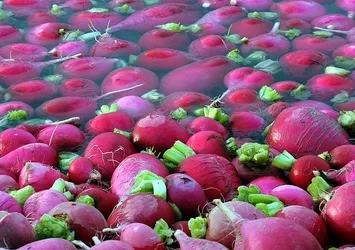 Kırmızı turpun faydaları saymakla bitmiyor!