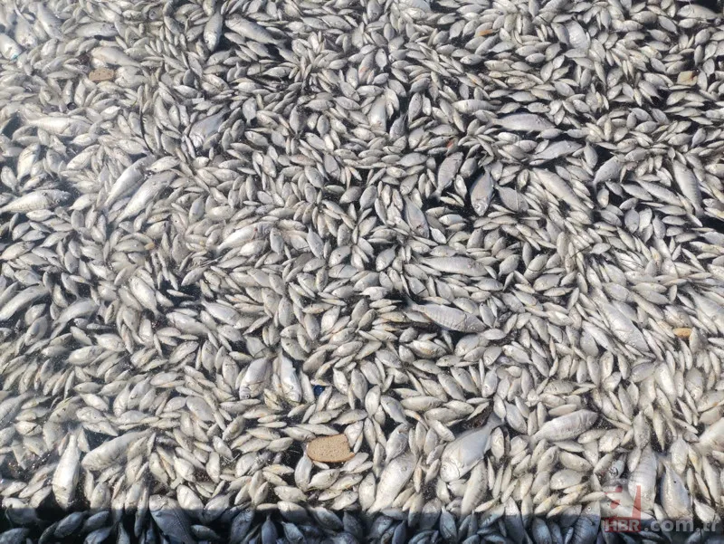 İzmir'de halkı isyan ettiren görüntüler! Karada çöp dağları, havada pis koku ve denizde balık ölümleri... 11