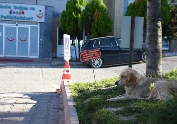 Sağlık Bakanlığı’ndan 81 ile yazı! Hastanelerde sahipsiz hayvan olmayacak