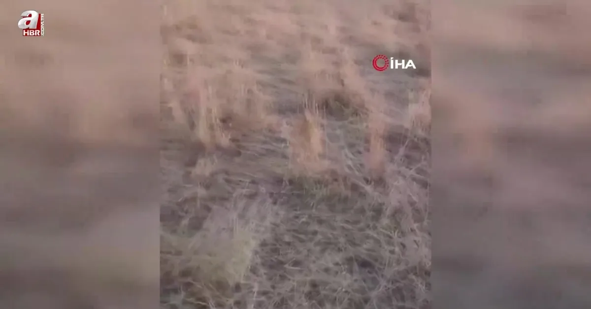 Araziler yaban domuzlarının istilasına uğradı