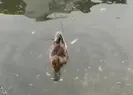 Haliç pislik içinde! Eyüp sahilinde çekilen görüntüler yürekleri burktu!