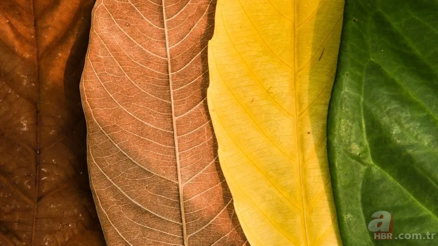 Dünya’nın mevsim haritası yenilendi: Uyumsuzluk sanıldığından büyük 6