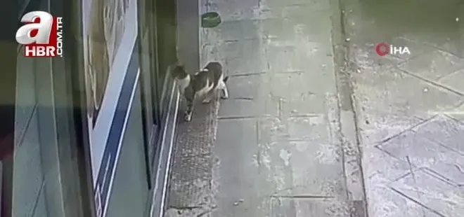 Zonguldak’ta sokak kedisi, kulağındaki tümörle veteriner hekimin ayağına gitti