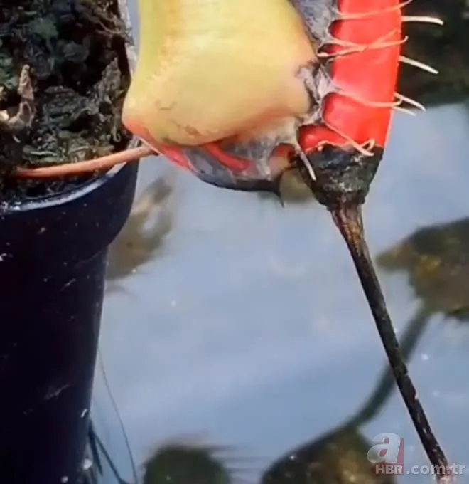 Sinek kapan bitkisine bu sefer acı biber yedirdiler! Bitkinin hazin sonu 6
