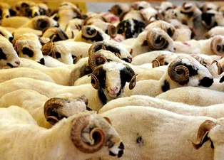 Kurbanlık fiyatları 2019 Diyanet büyükbaş, küçükbaş kurbanlık fiyatları ne kadar oldu?