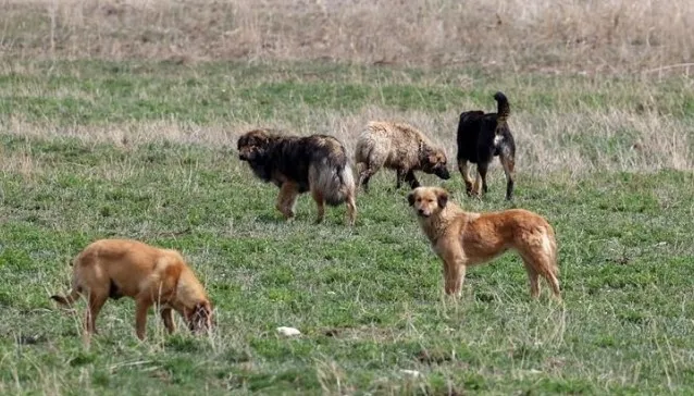 Sokak köpekleri düzenlemesinde son düzlük! Hazırlıklar tamam: Ne tür değişiklikler yapılacak?