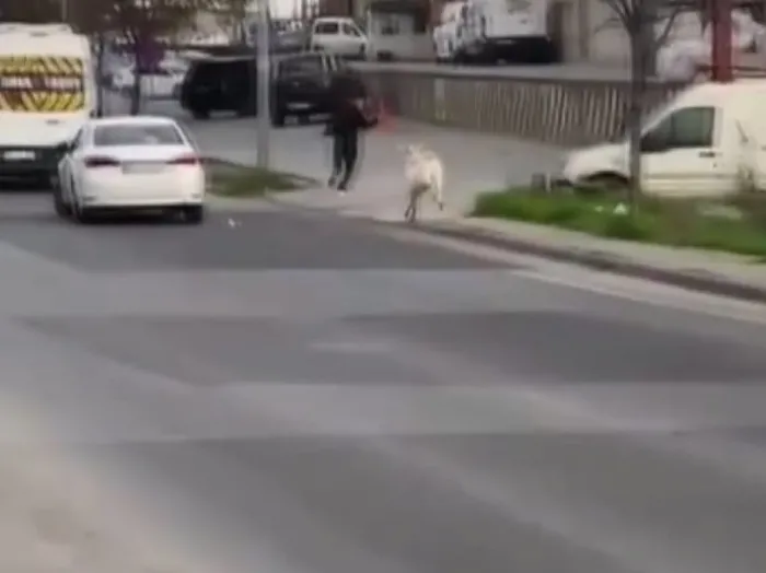 Görüntüler İstanbul'dan! Keçi öğrencileri böyle kovaladı - 4