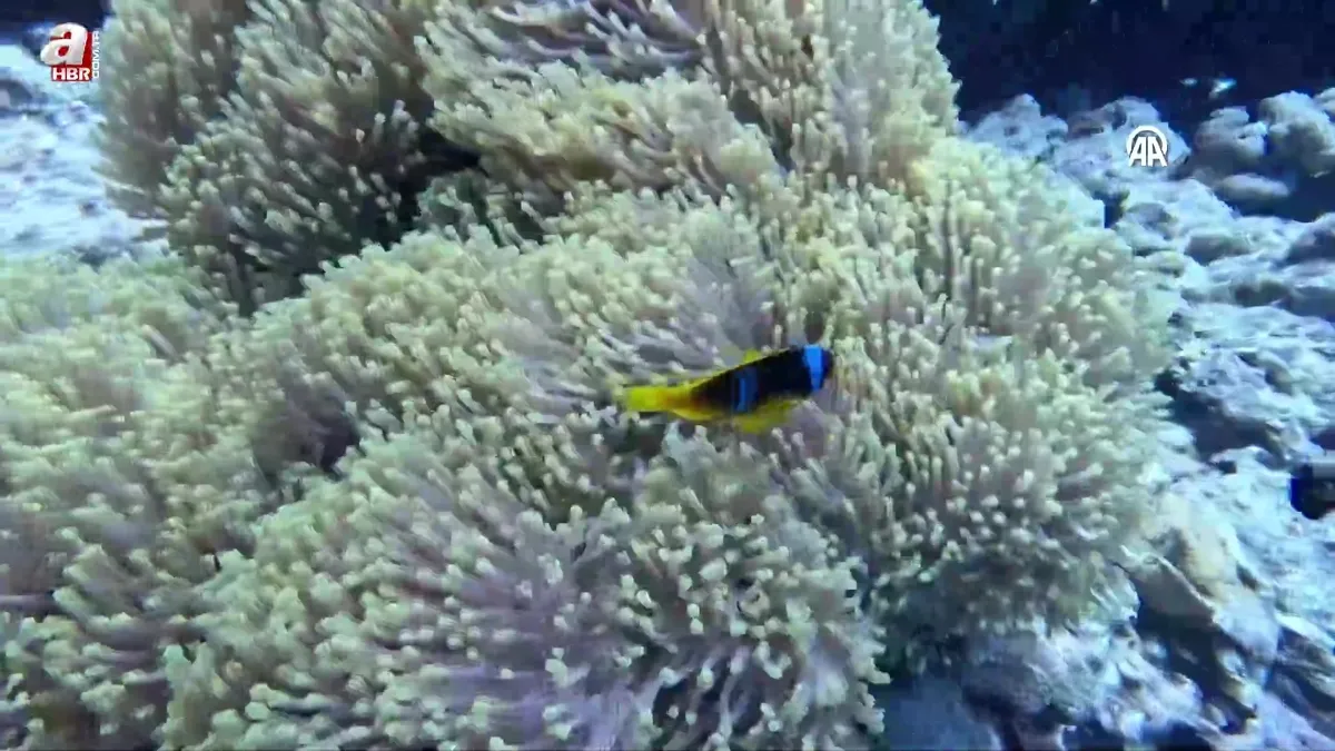 Su altının sevimli canlıları: Palyaço balıkları