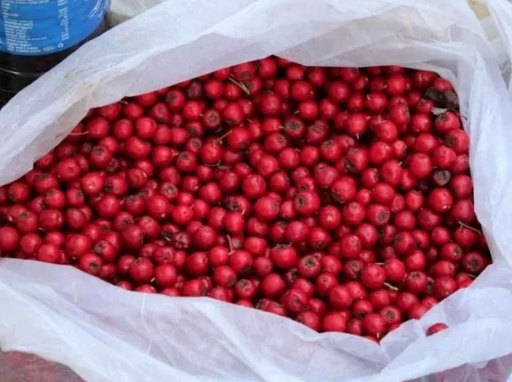 1710920787883.jpg C vitamini deposu süper besin! Kanserli hücreleri yok ediyor... - 3