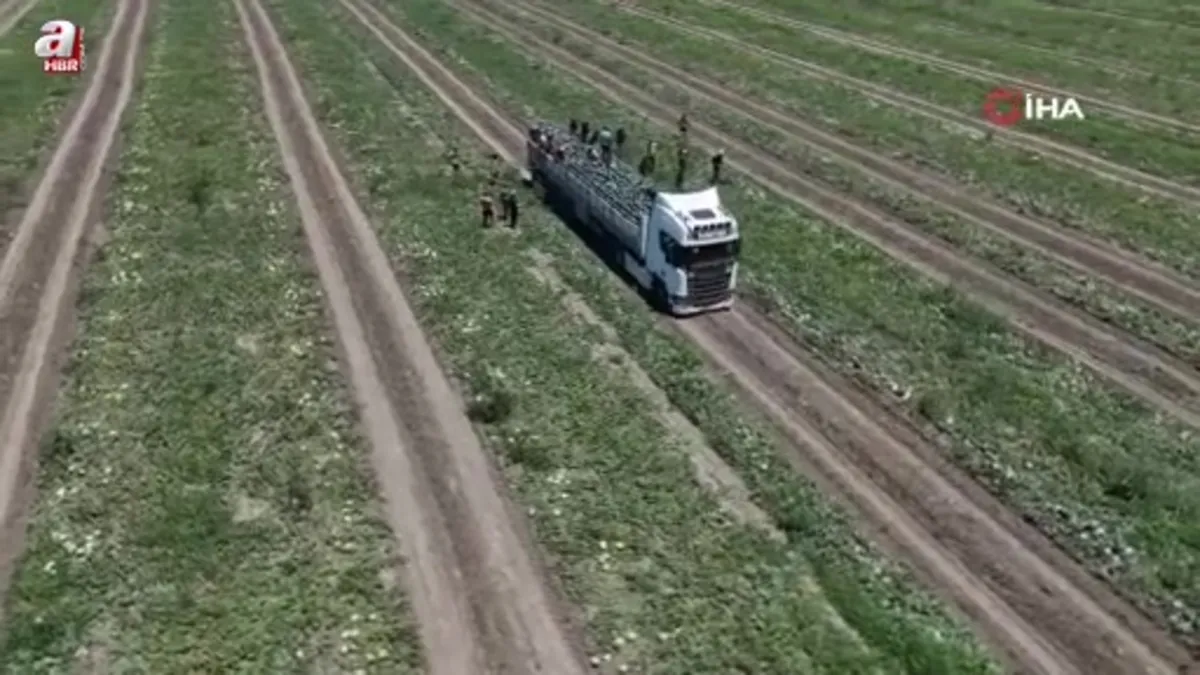 Adana'da karpuzun tarlada kilogram fiyatı 2,5 liraya kadar geriledi