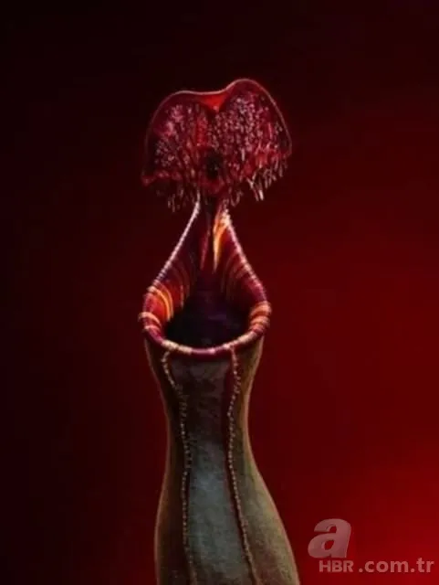 Patlıcan tohumu ekti hayatının şokunu yaşadı! Görenlerin ağzı açık kaldı... 16