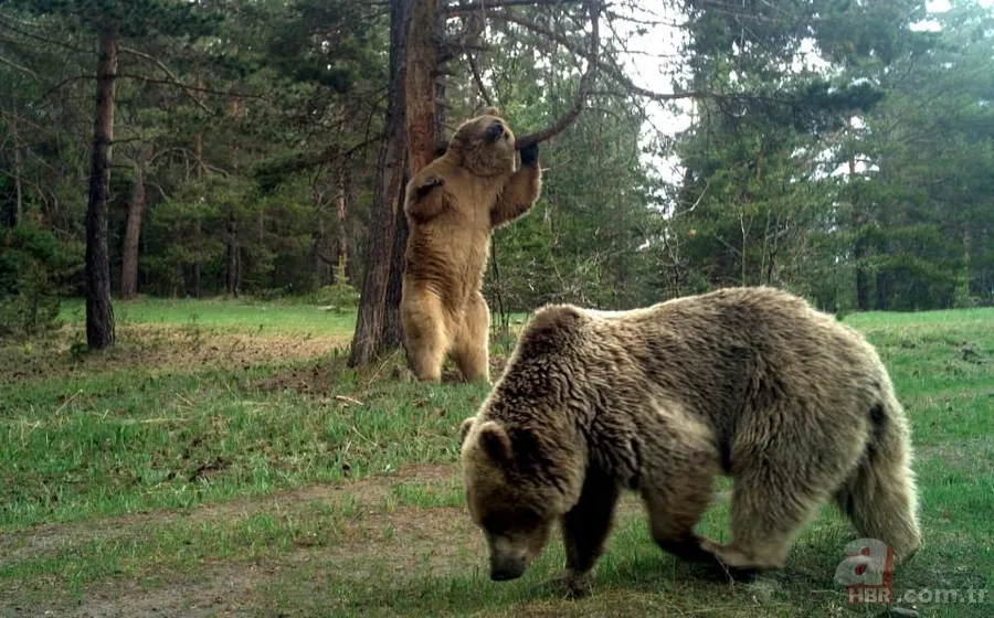 Dünyada ve Türkiye'de bir ilk! Aynı bölgede görüldüler 9