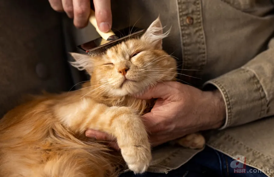 Bu 10 hata evinizi toz yuvasına çeviriyor! Evinizi tozdan uzak tutmanın en etkili yöntemleri 11