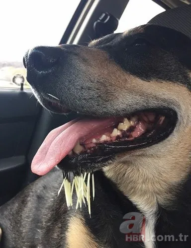 Onları görenler şaştı kaldı! 15