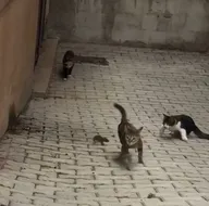 Kediler hayatlarının hatasını yaptı! Fare 5ine birden meydan okudu