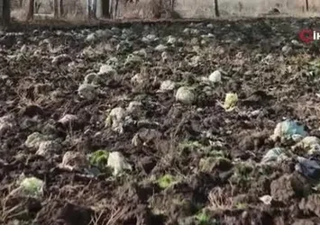 Sivas'ta büyümeyen lahanalar tarlada kaldı