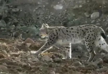 Yol çalışmaları sırasında görüntülendi!