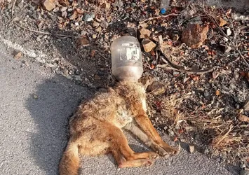 Kafasını soktuğu kap sonu oldu