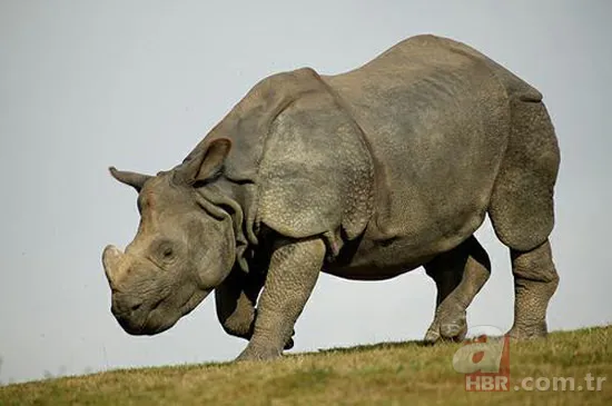 En uzun yaşayan hayvan hangisidir? 5