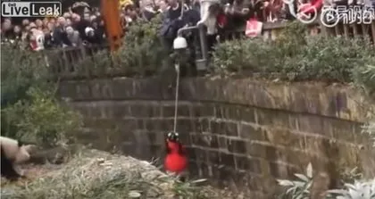 Ayı evin bahçe kapısını kırıp içeri girdi! Havuz başında uyuyan adam...