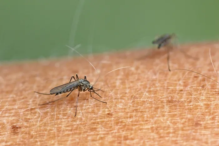 Sıtmaya dikkat! Uzmanı uyardı: Ölüm tehlikesi taşıyor...