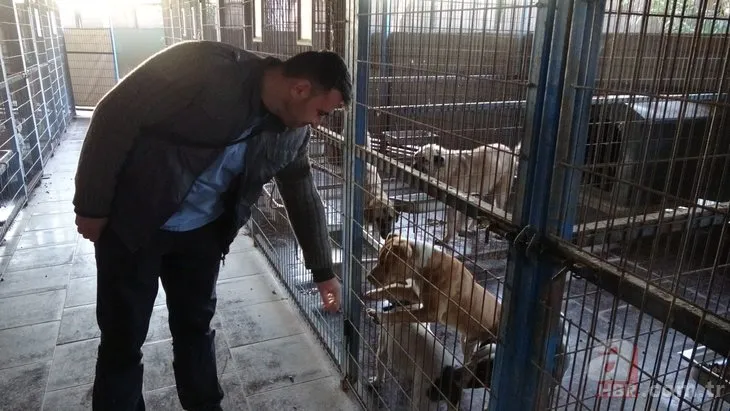 Sahipsiz pitbull dehşeti! Keçi yavrusunu kaçırıp yediler