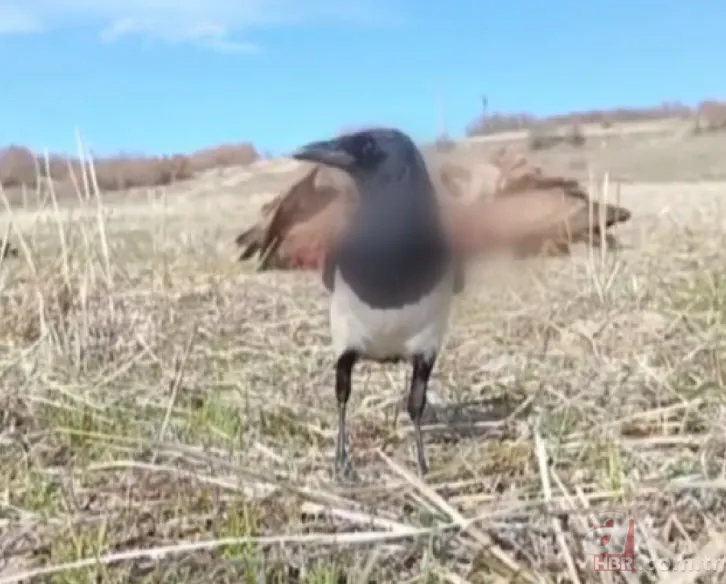 Rize’de sürü halinde ortaya çıktılar! Yavru köpeği mi yediler? 10