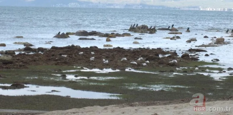 Sahilde tedirgin eden olay! Binlerce yıllık tarihi ortaya çıkardı | "İnşallah afet habercisi değildir" 2