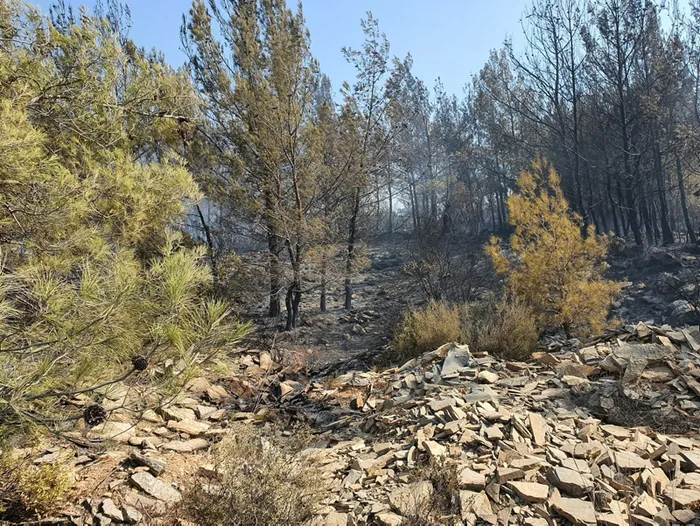 Son dakika: Bodrum’da korkutan orman yangını! 30 dakikada söndürüldü