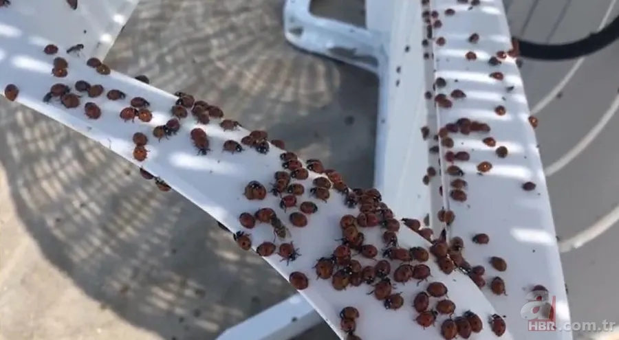 Tekirdağ’da uğur böceği istilası! Isırıyor: Tatilciler panik içinde🐞 10