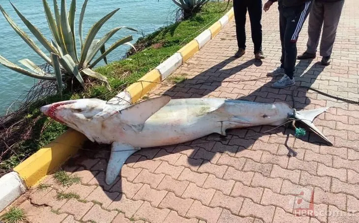 Görüntüler Türkiye’den! 1,5 metrelik dev köpek balığı karaya vurdu