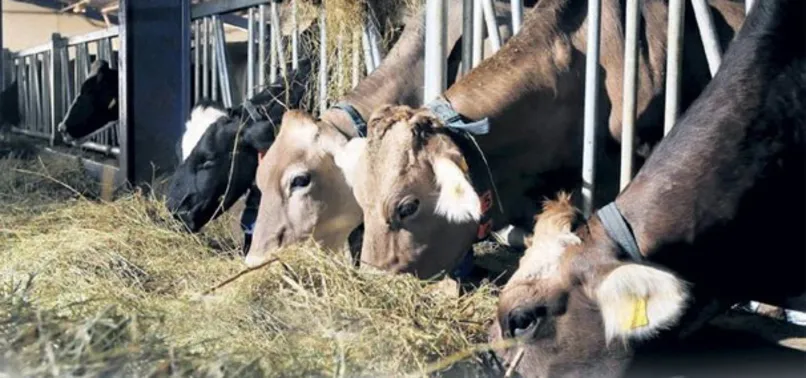 İthalat ile etin fiyatı 9 TL inecek