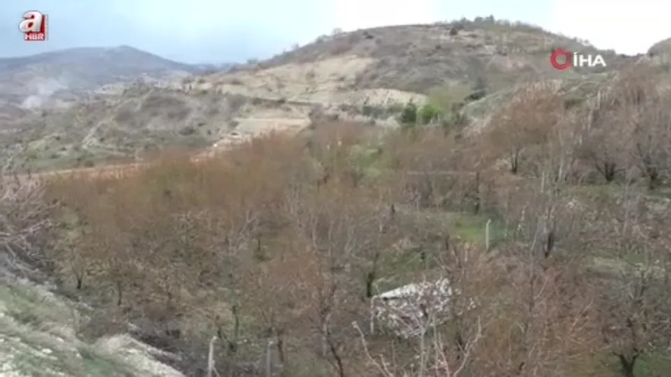 Zirai don dalbastı kirazını da vurdu