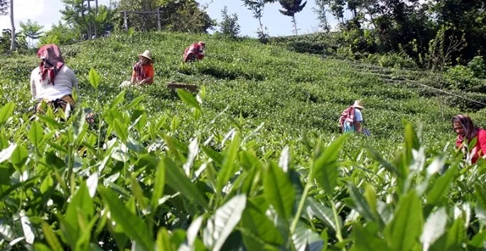 cay-ureticileri-dikkat-caykurdan-yas-cay-alimina-kontenjan-1720641499556.jpg Çay üreticileri dikkat! ÇAYKUR'dan yaş çay alımına kontenjan