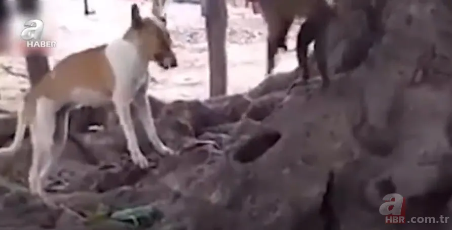 Köpekler aniden etrafını sardı! Dakikalarca ölüm kalım mücadelesi verdi ama... 12