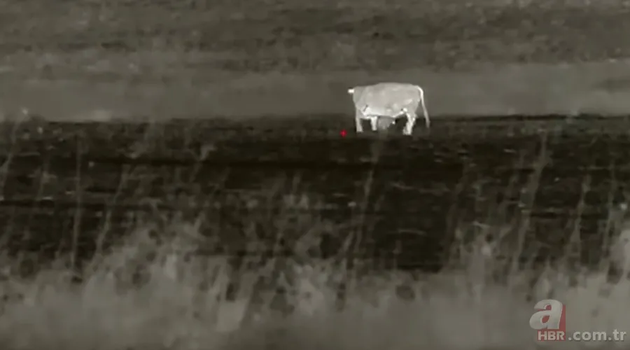 Kurtlar inek çiftliğini bastı! Sığırlarını kaybeden sahibi çözümü katliamda buldu | Bu görüntüler dehşete düşürdü 2