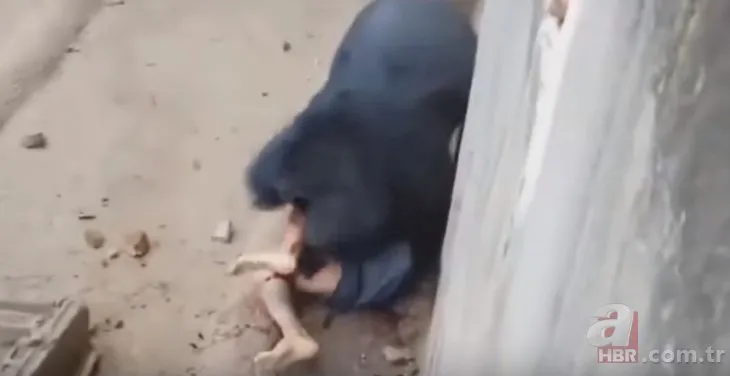 Kafese girdi ayıya yem oldu! Dehşete düşüren görüntüler