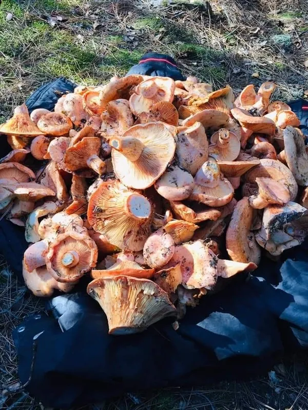 denizlide-cintar-mantari-tezgahta-fiyatini-duyan-ormana-kostu-1634045325258.jpg Denizli’de çıntar mantarı tezgahta! Fiyatını duyan ormana koştu - 1