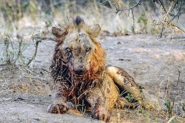 Sırtlanların arasında tek başına kalan aslanın mucize kurtuluşu! Son anda öyle şeyler oldu ki... 