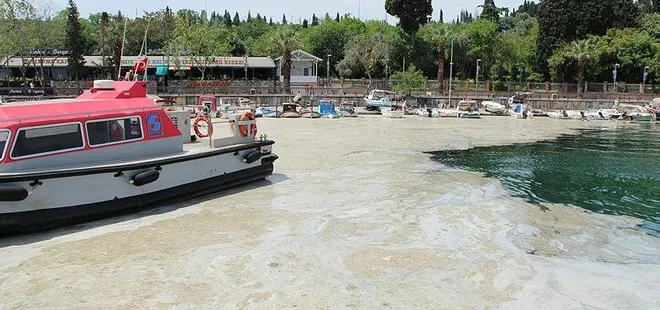 Marmara Denizi’nde deniz salyası kabusu! Kurtarmak için plan