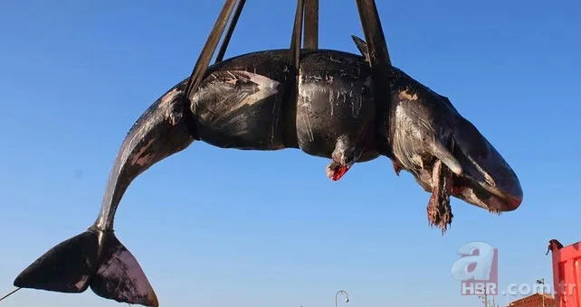 Karaya vuran balinanın karnından öyle bir şey çıktı ki... Akılalmaz olay 10