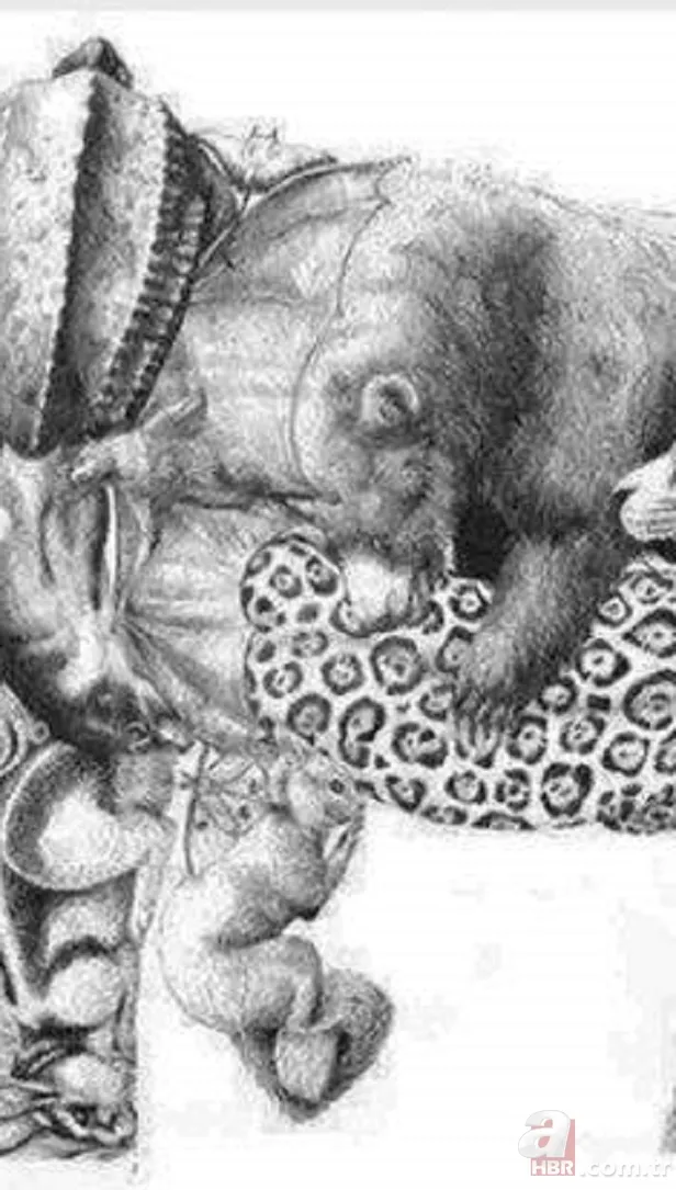 Zeka testi: Resimde kaç hayvan var? 30 saniyede bulamayanlar eleniyor 3