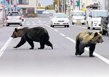 Japonya'da ayılar şehre indi: 4 ölü