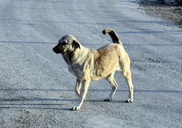 Hangi sokak köpekleri uyutulacak? Alınacak önlemler neler? AK Partili isim detayları açıkladı
