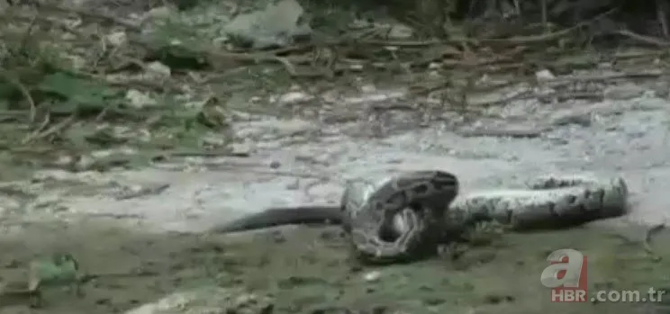 Dev piton ile timsahın yaşam savaşı! O anlar böyle görüntülendi... 25