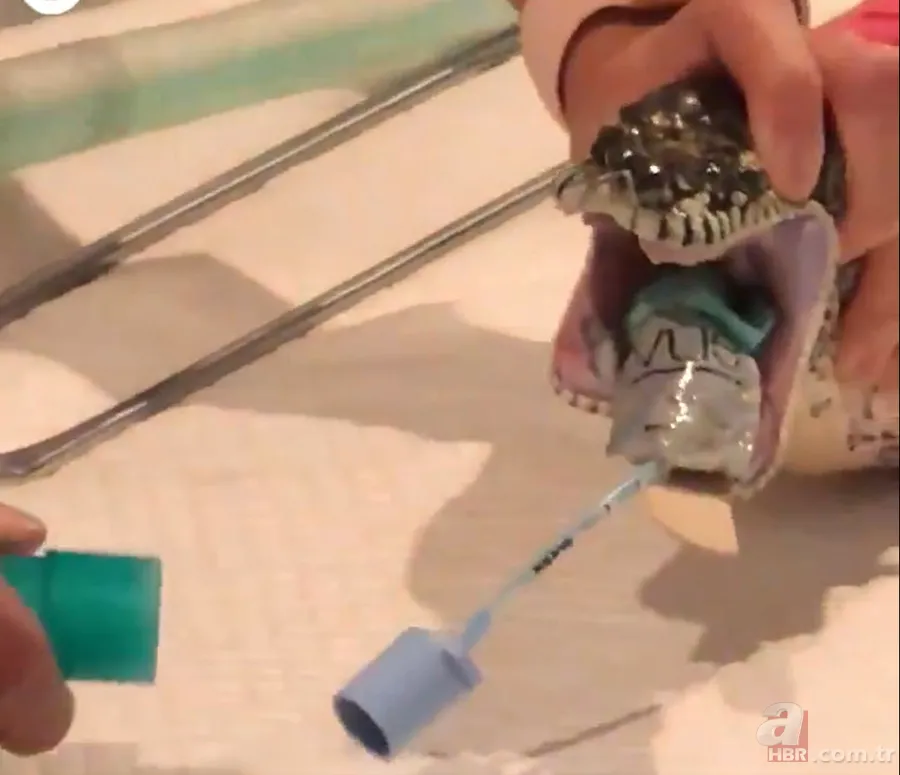 Bir yılan bunu neden yer? Pitonu ameliyat eden veterinerlerden sevinç çığlıkları 9