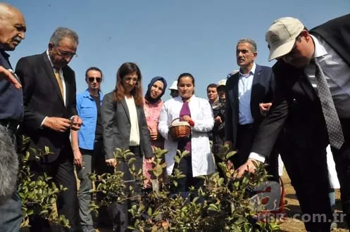 Aronya, Türk tarımına kazandırıldı 5